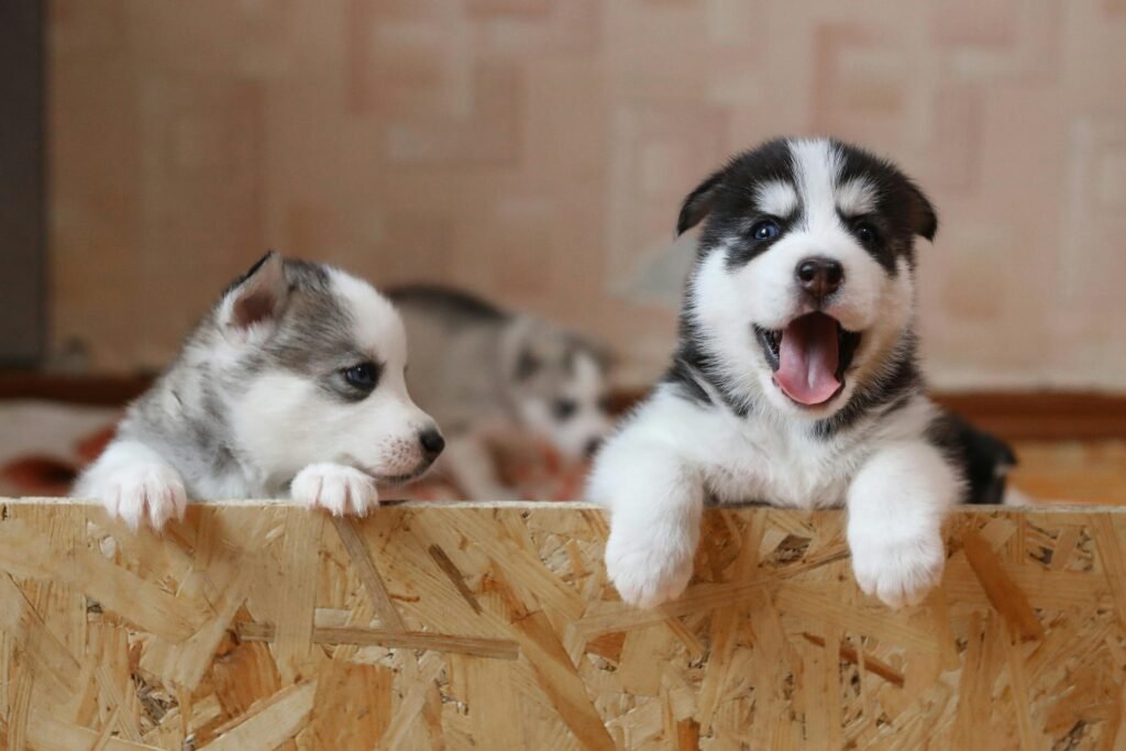 Cute husky puppies climbing a wooden box, showing playful and curious behavior.